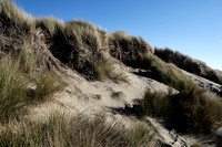 Dune Grass, Bodega Dunes Beach Park California, 2022