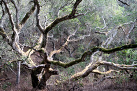 Tree Tangle, Putnam Regional Park, Petaluma CA, 2022