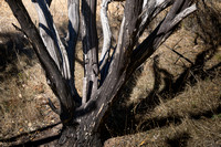 Tree Trunks, Calistoga CA, 2022
