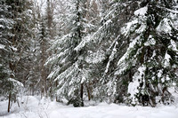Winter Trees, Deer Yard Lake, Lutsen MN, 2023