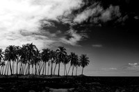 Picket Palms, Pu'uhonua o Honaunau, Big Island, HI, 2023