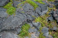 Plants Changing Lava into Soil, Kailua HI, 2023
